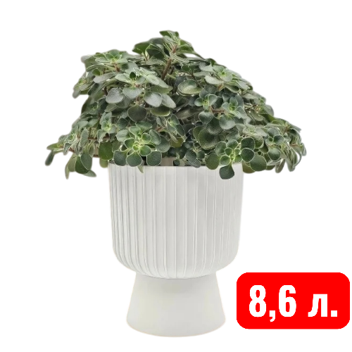 Беккер белый 8,6