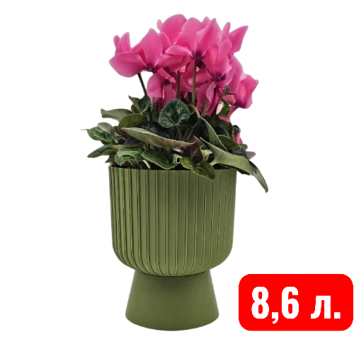 Беккер папор 8,6