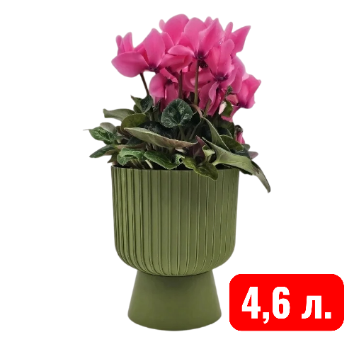 Беккер папор 4,6
