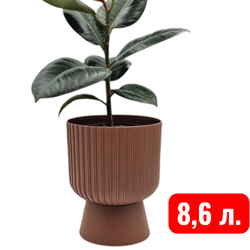 Беккер терракот 8,6