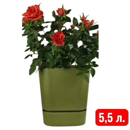 квадрат Гранд,  папоротник 5,5