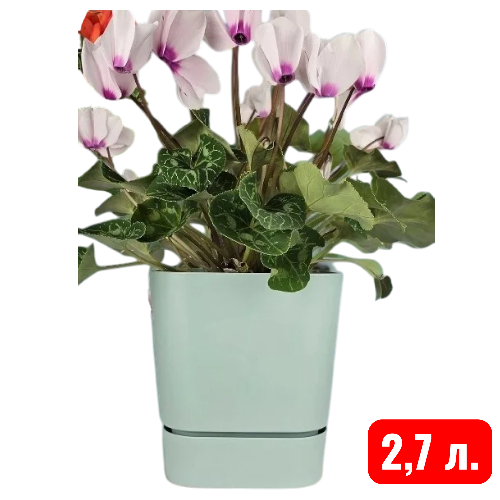 квадрат Гранд,  мята 2,7