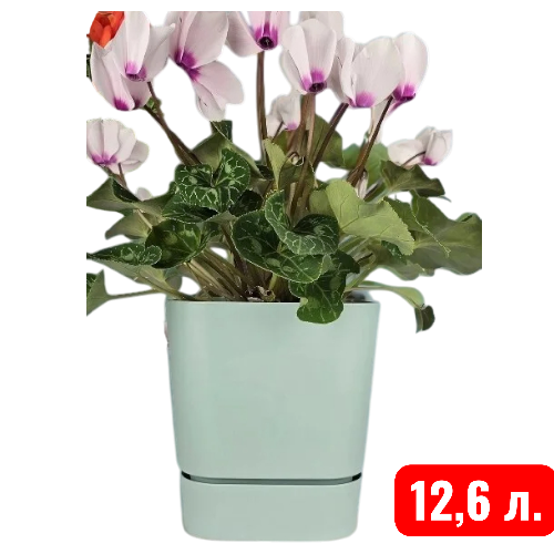 квадрат Гранд,  мята 12,6