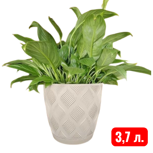 мираж фраппе 3,7 л