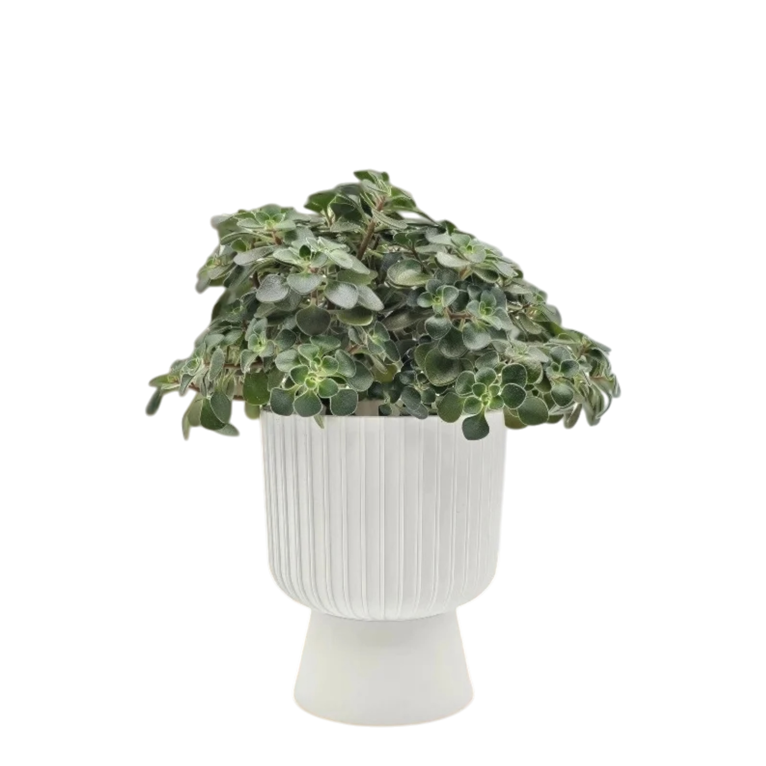 Беккер белый